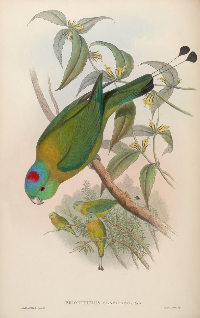 Prioniturus flavicans 作者 约翰·古尔德