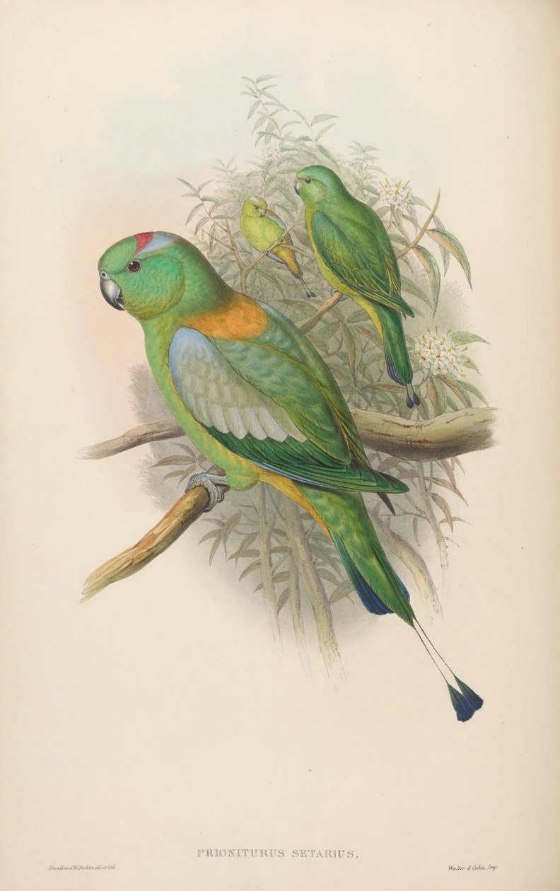 Prioniturus setarius = Prioniturus platurus 作者 约翰·古尔德