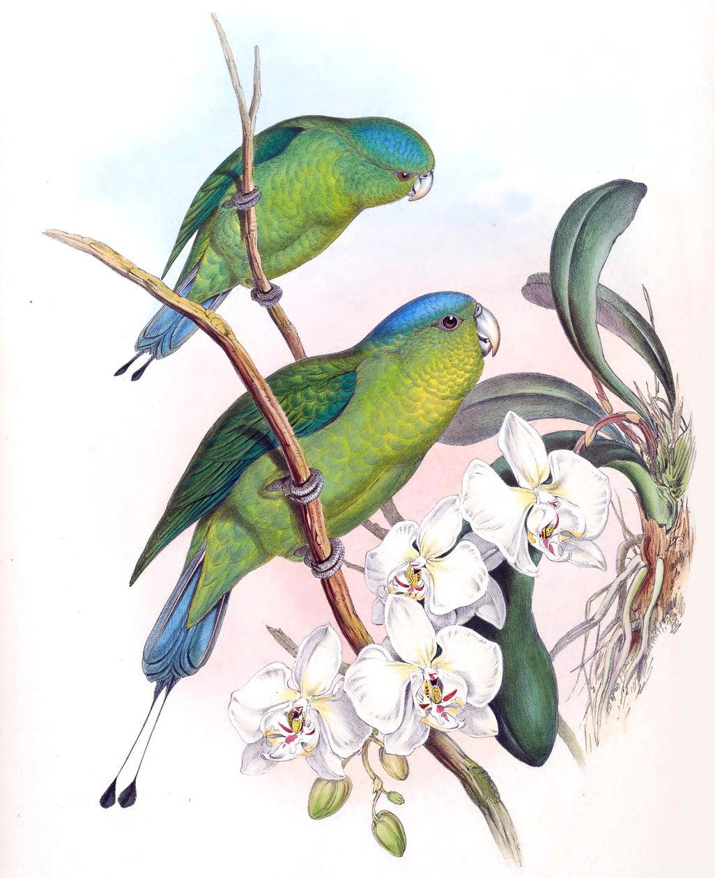 Prioniturus spatuliger = Prioniturus discurus 作者 约翰·古尔德
