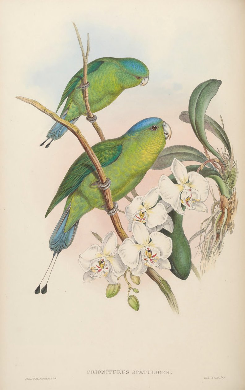 Prioniturus spatuliger = Prioniturus discurus 作者 约翰·古尔德