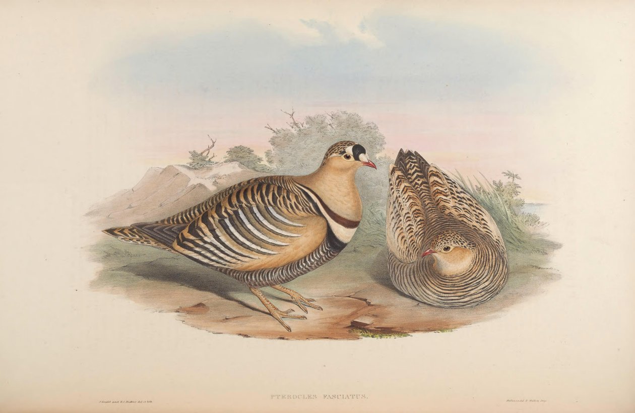 Pterocles fasciatus = Pterocles indicus 作者 约翰·古尔德