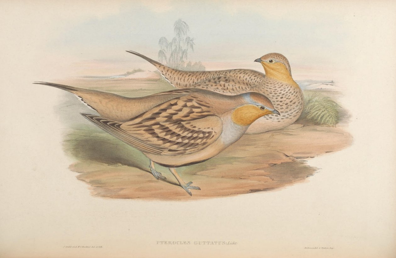 Pterocles guttatus = Pterocles senegallus 作者 约翰·古尔德