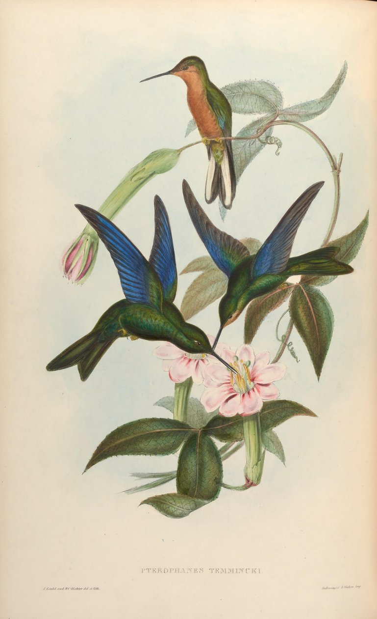 Pterophanes temmincki = Pterophanes cyanopterus 作者 约翰·古尔德