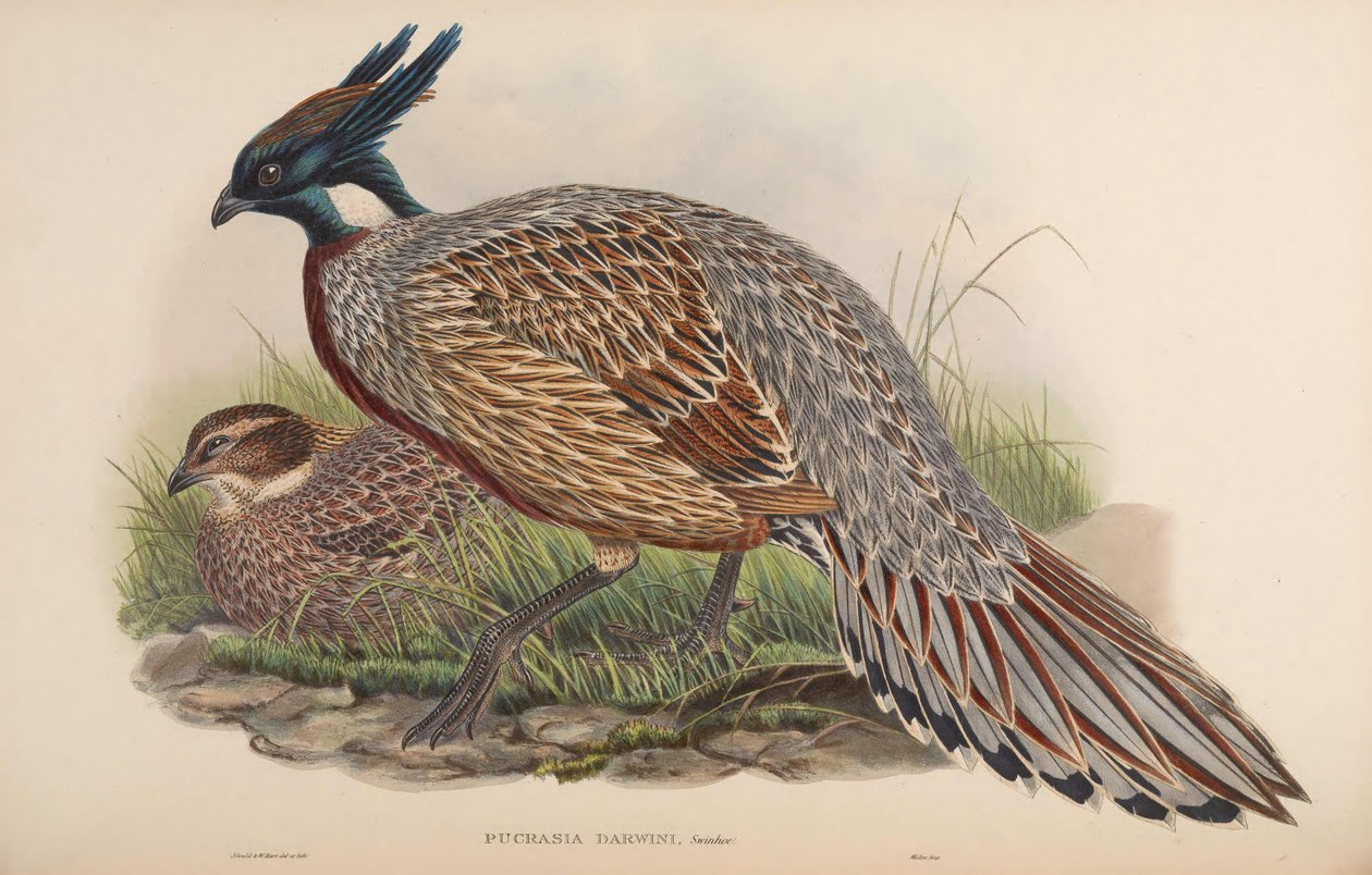 Pucrasia darwini = Pucrasia macrolopha darwini 作者 约翰·古尔德