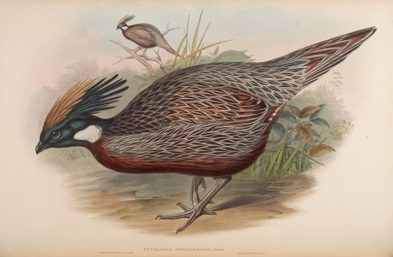 Pucrasia nipalensis = Pucrasia macrolopha nipalensis 作者 约翰·古尔德