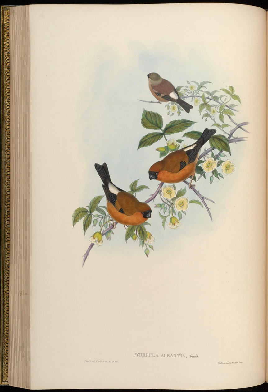 Pyrrhula aurantia = Pyrrhula aurantiaca 作者 约翰·古尔德