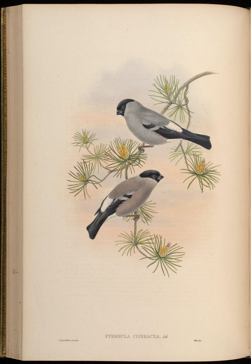 Pyrrhula cineracea = Pyrrhula pyrrhula cineracea 作者 约翰·古尔德