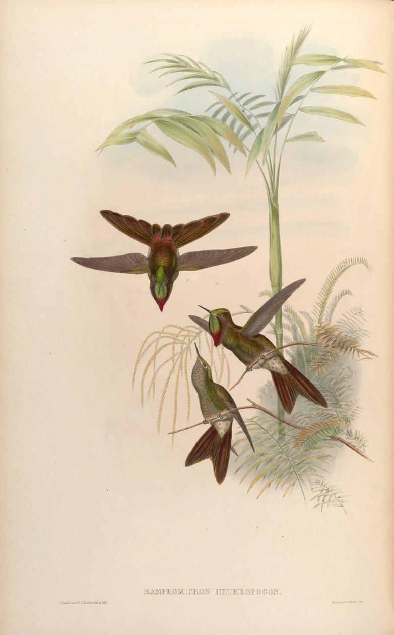 Ramphomicron heteropogon = Chalcostigma heteropogon 作者 约翰·古尔德