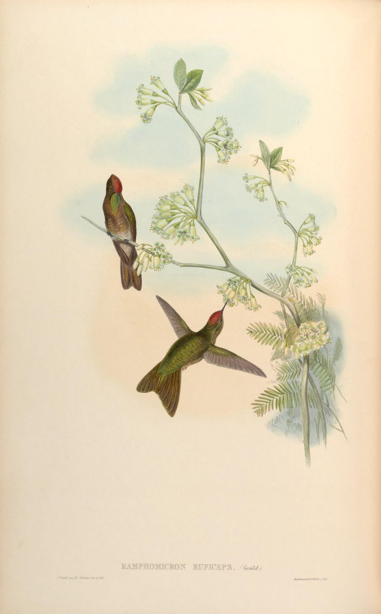 Ramphomicron ruficeps = Chalcostigma ruficeps 作者 约翰·古尔德