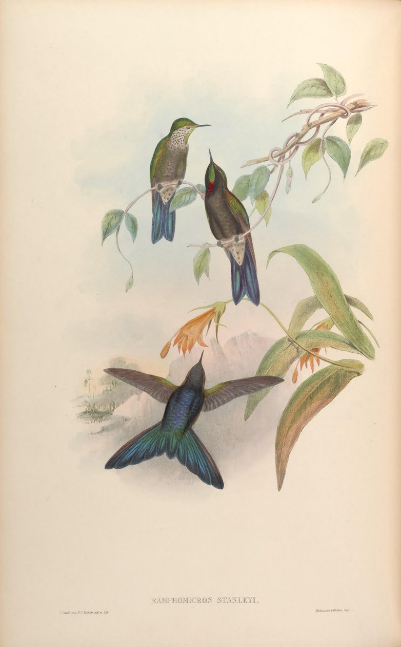 Ramphomicron stanleyi = Chalcostigma stanleyi 作者 约翰·古尔德