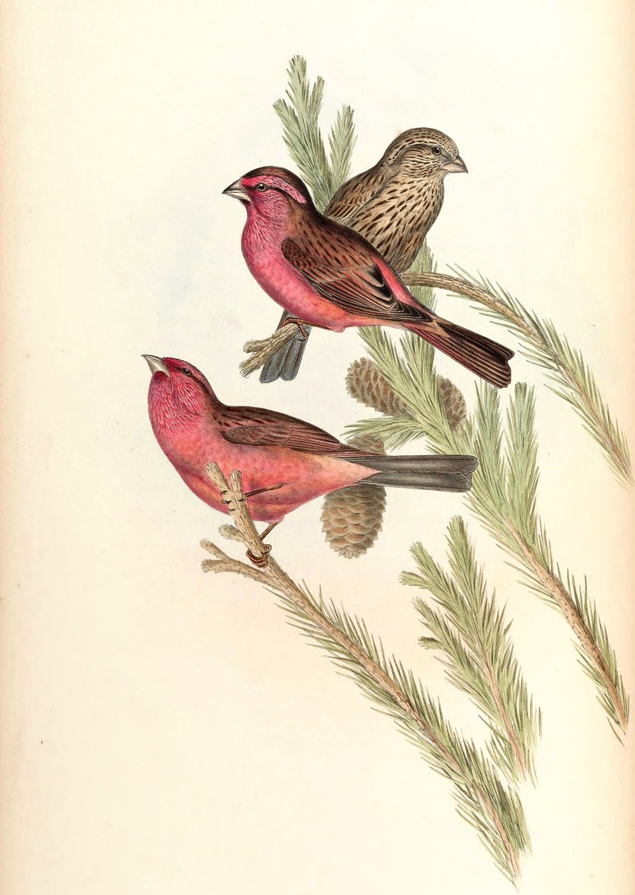 红蔷薇（Blyth&39;s Rosefinch）Carpodacus rhodochlamys Blyth 作者 约翰·古尔德