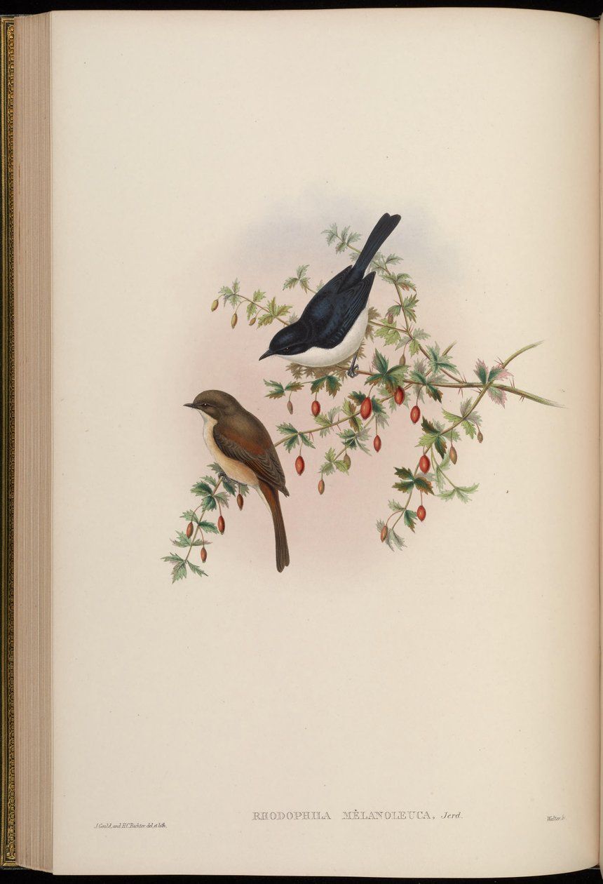 Rhodophila melanoleuca = Saxicola jerdoni ref 作者 约翰·古尔德