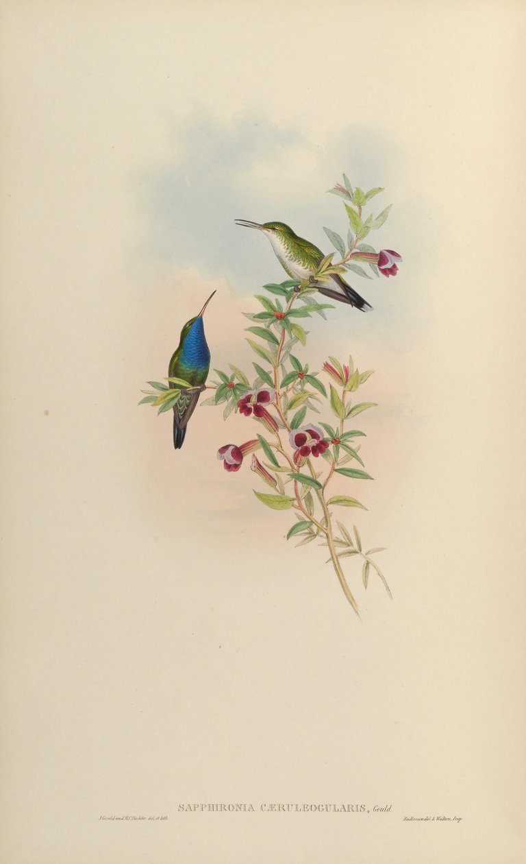 Sapphironia caeruleogularis = Lepidopyga caeruleogularis 作者 约翰·古尔德