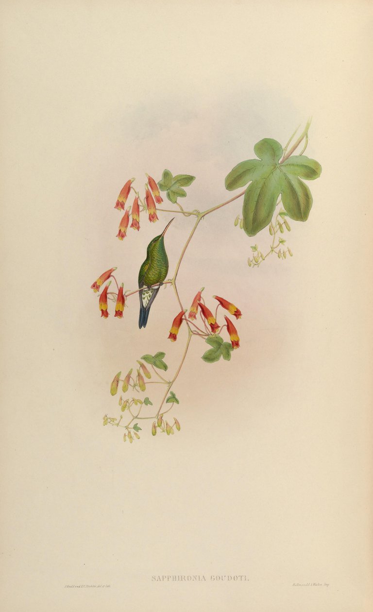 Sapphironia goudoti = Lepidopyga goudoti 作者 约翰·古尔德