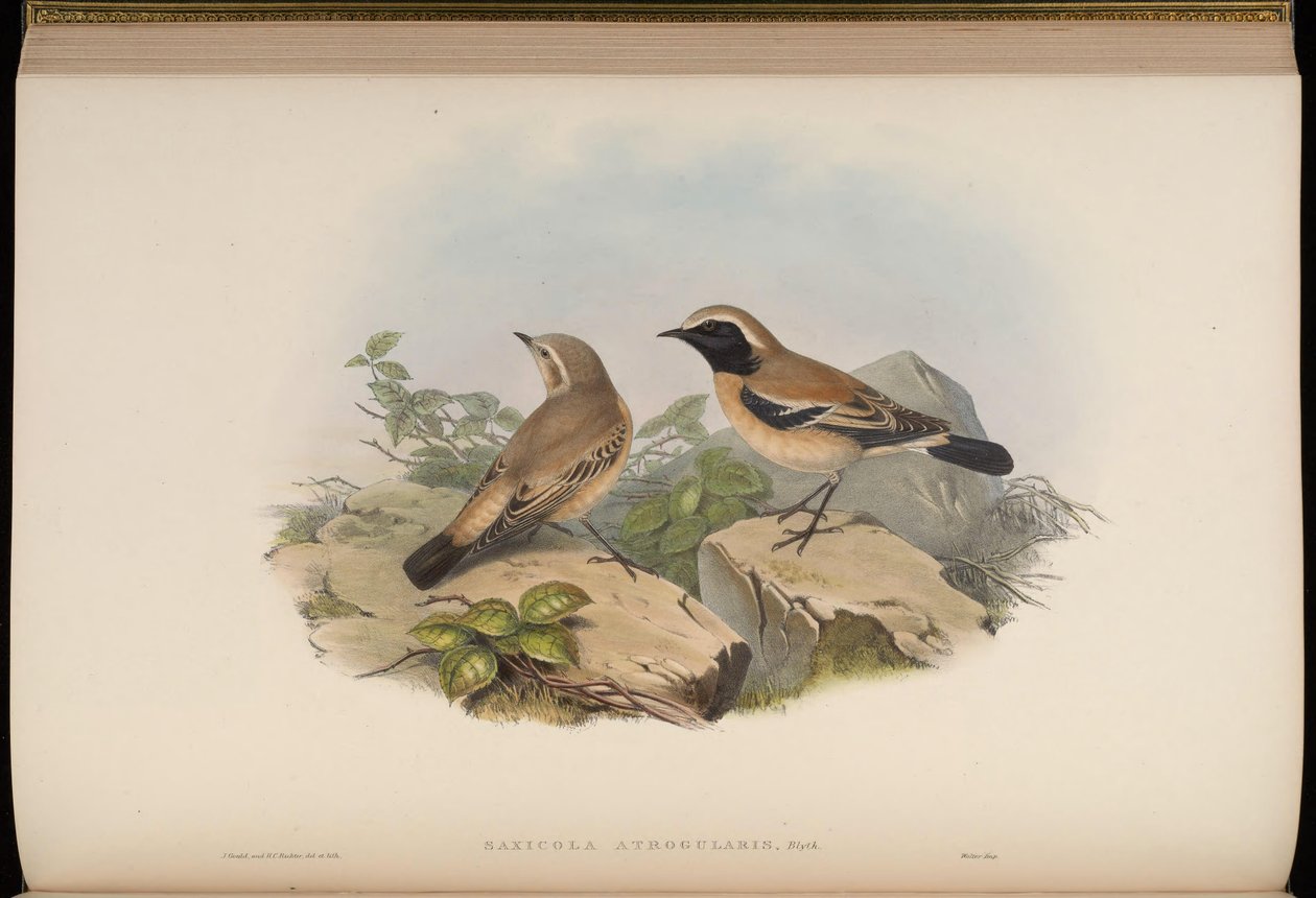 Saxicola atrogularis = Oenanthe deserti 作者 约翰·古尔德