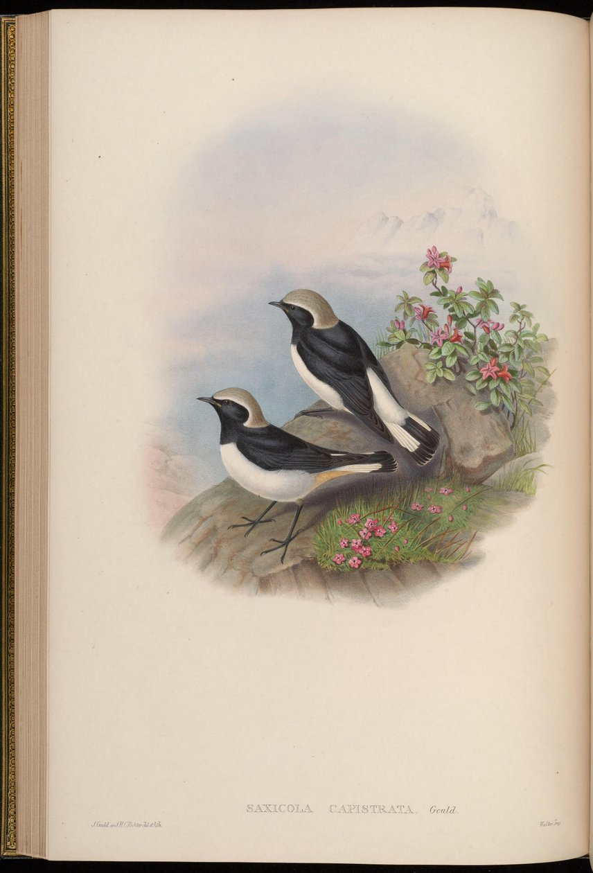 Saxicola capistrata = Oenanthe picata capistrata 作者 约翰·古尔德