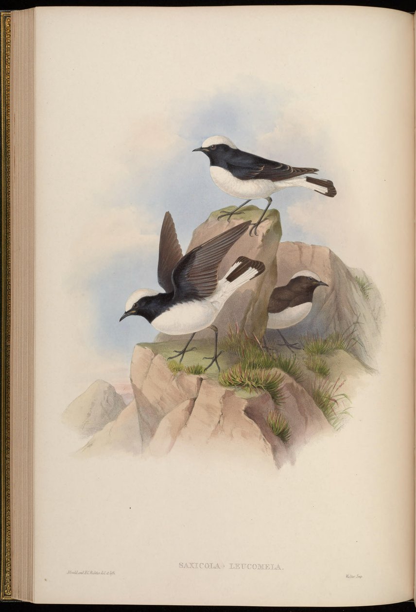 Saxicola leucomela = Oenanthe pleschanka 作者 约翰·古尔德