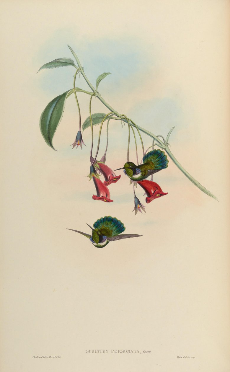 Schistes personata = Schistes geoffroyi albogularis 作者 约翰·古尔德