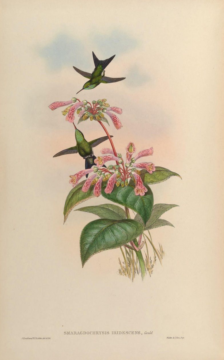 Smaragdochrysis iridescens = Chlorostilbon aureoventris X Calliphlox amethystina 作者 约翰·古尔德