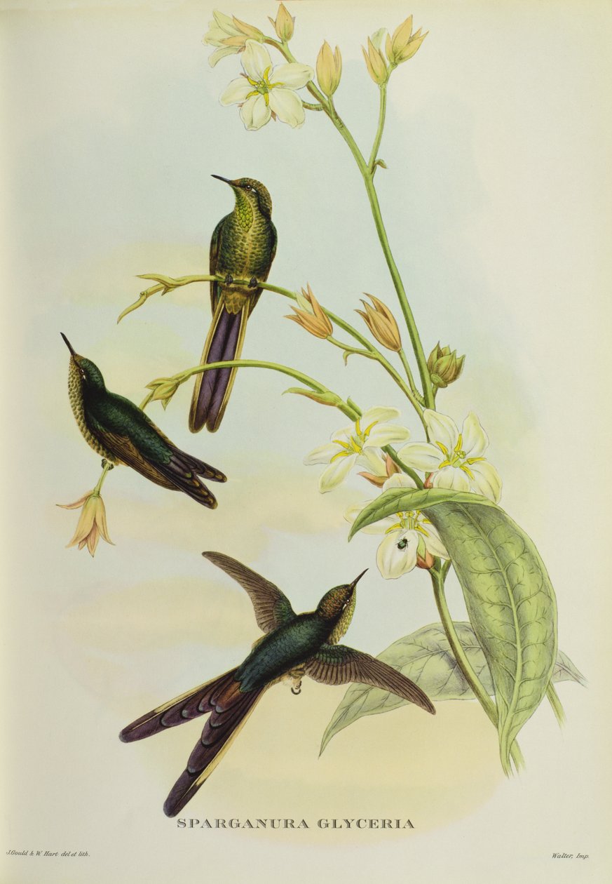 Sparganura Glyceria，来自&39;热带鸟&39; 作者 约翰·古尔德