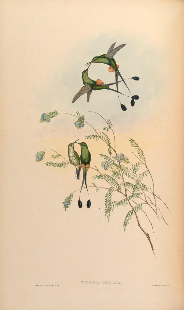 Spathura peruana = Ocreatus underwoodii peruanus 作者 约翰·古尔德