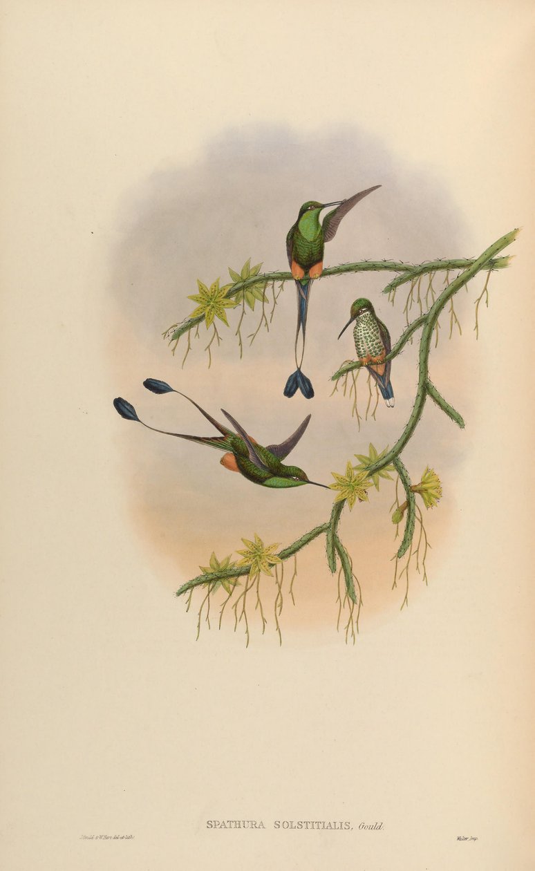 Spathura solstitialis = Ocreatus underwoodii 作者 约翰·古尔德