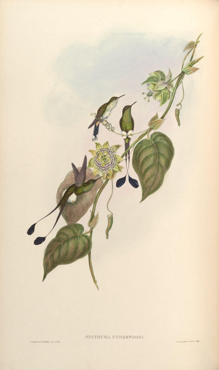 Spathura underwoodi = Ocreatus underwoodii melanantherus 作者 约翰·古尔德