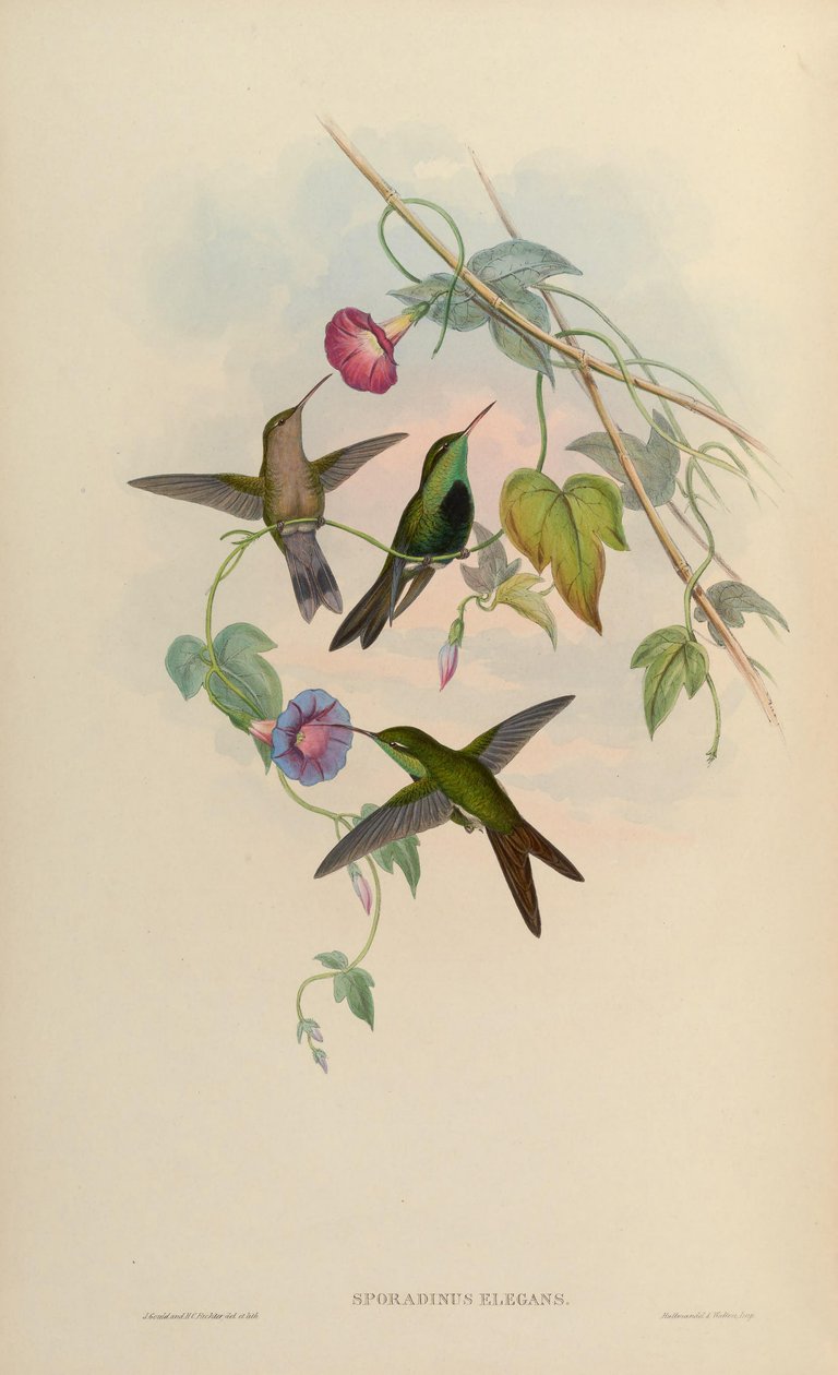 Sporadinus elegans = Chlorostilbon swainsonii 作者 约翰·古尔德