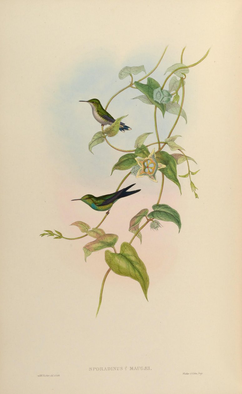 Sporadinus maugaei = Chlorostilbon maugaeus 作者 约翰·古尔德