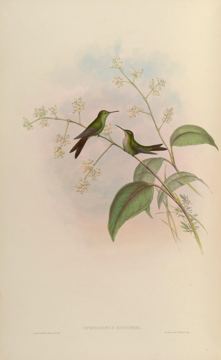 Sporadinus riccordii = Chlorostilbon riccordii 作者 约翰·古尔德