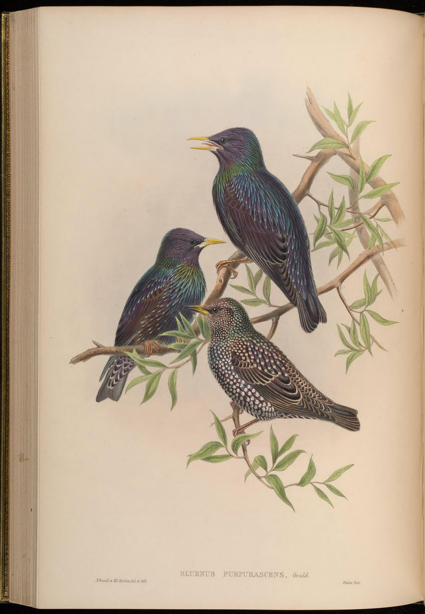Sturnus purpurascens = Sturnus vulgaris purpurascens 作者 约翰·古尔德