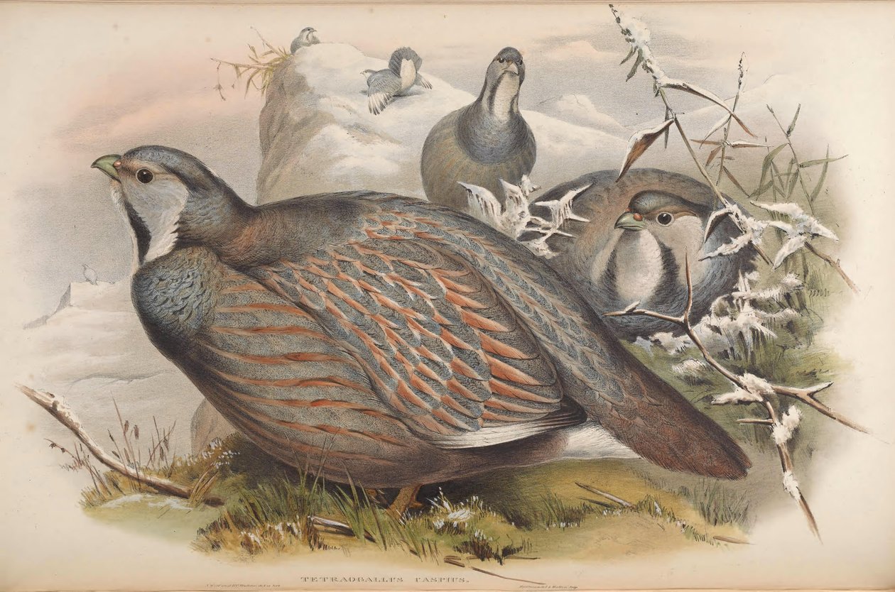 Tetraogallus caspius 作者 约翰·古尔德