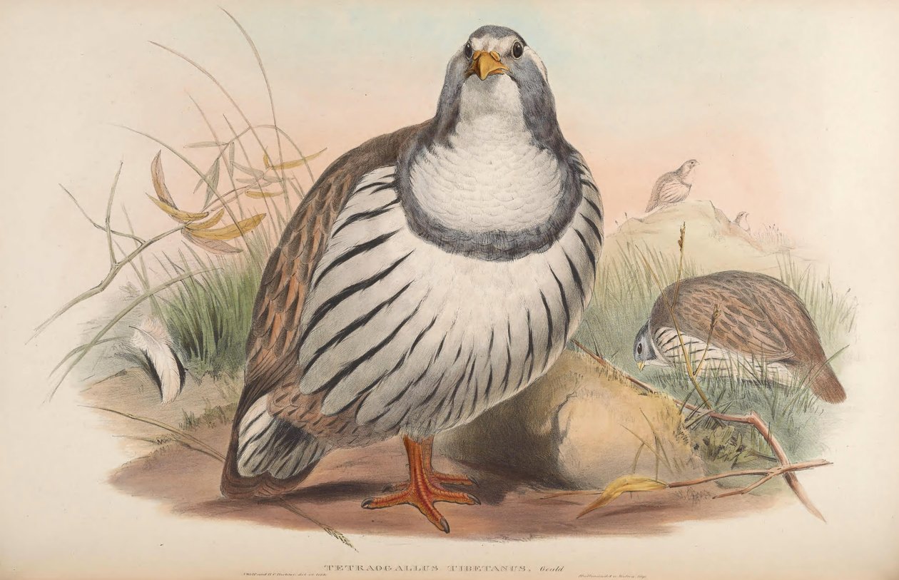 Tetraogallus tibetanus 作者 约翰·古尔德