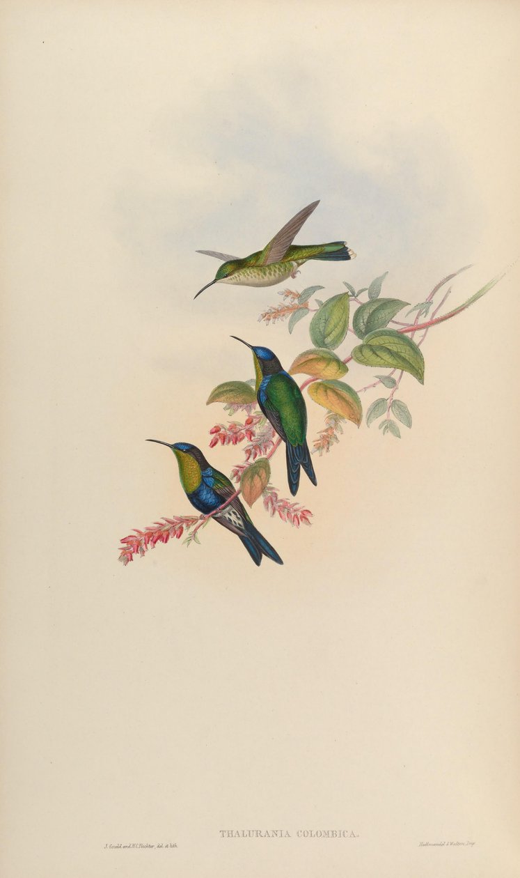 Thalurania colombica 作者 约翰·古尔德