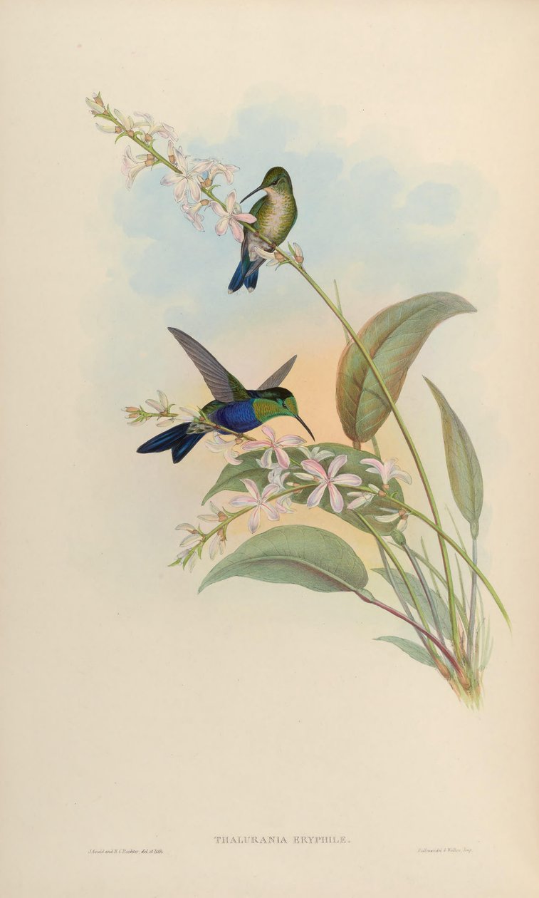 Thalurania eryphile = Thalurania furcata eriphile 作者 约翰·古尔德