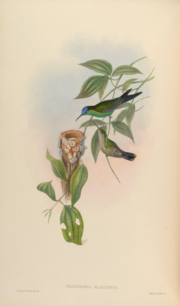 Thalurania glaucopis 作者 约翰·古尔德