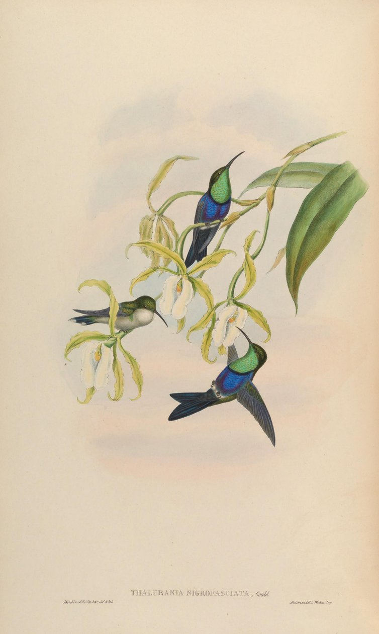 Thalurania nigrofasciata = Thaluranda炉nigrofasciata 作者 约翰·古尔德