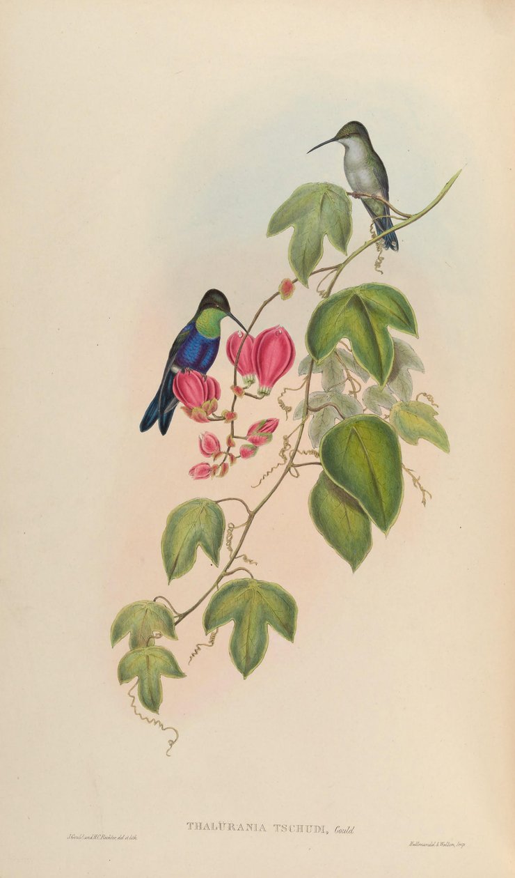 Thalurania tschudii = Thalurania furcata nigrofasciata 作者 约翰·古尔德