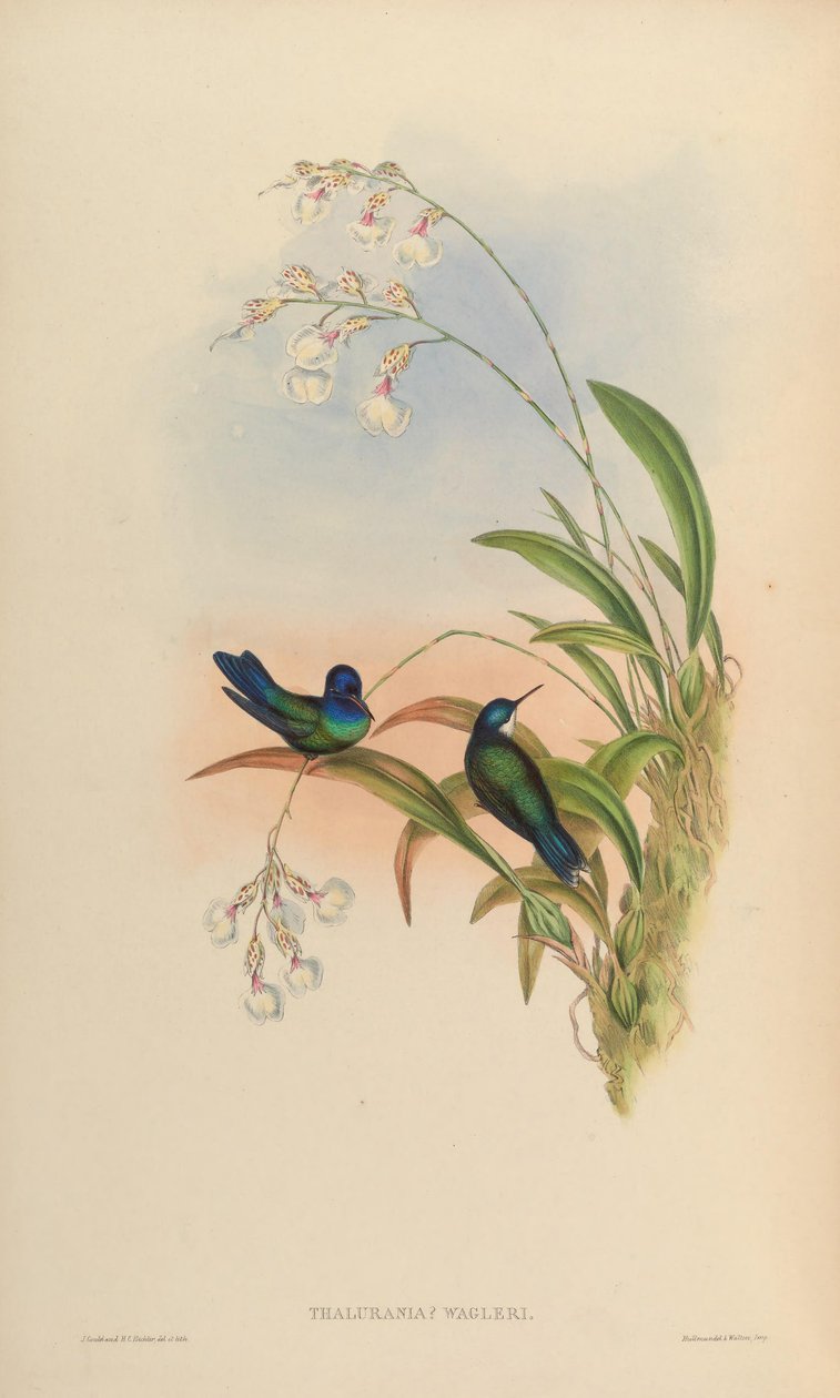 Thalurania wagleri = Cyanophaia bicolor 作者 约翰·古尔德