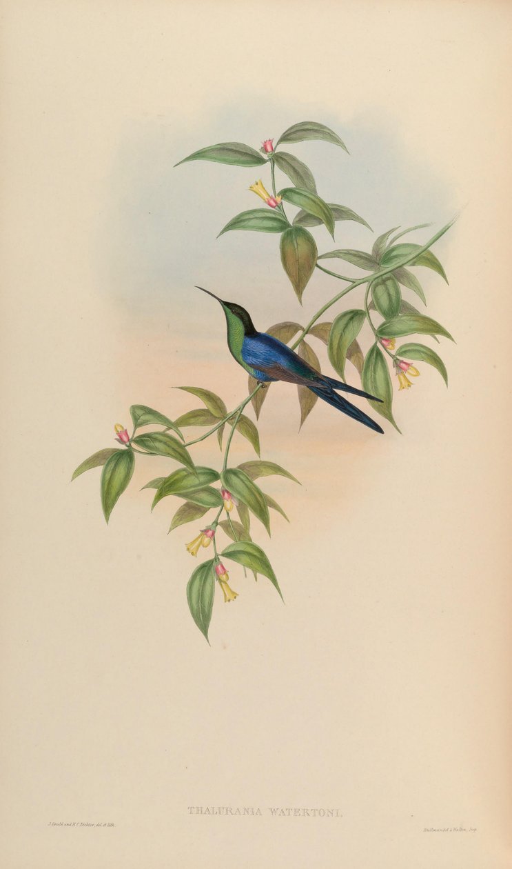 Thalurania watertonii 作者 约翰·古尔德