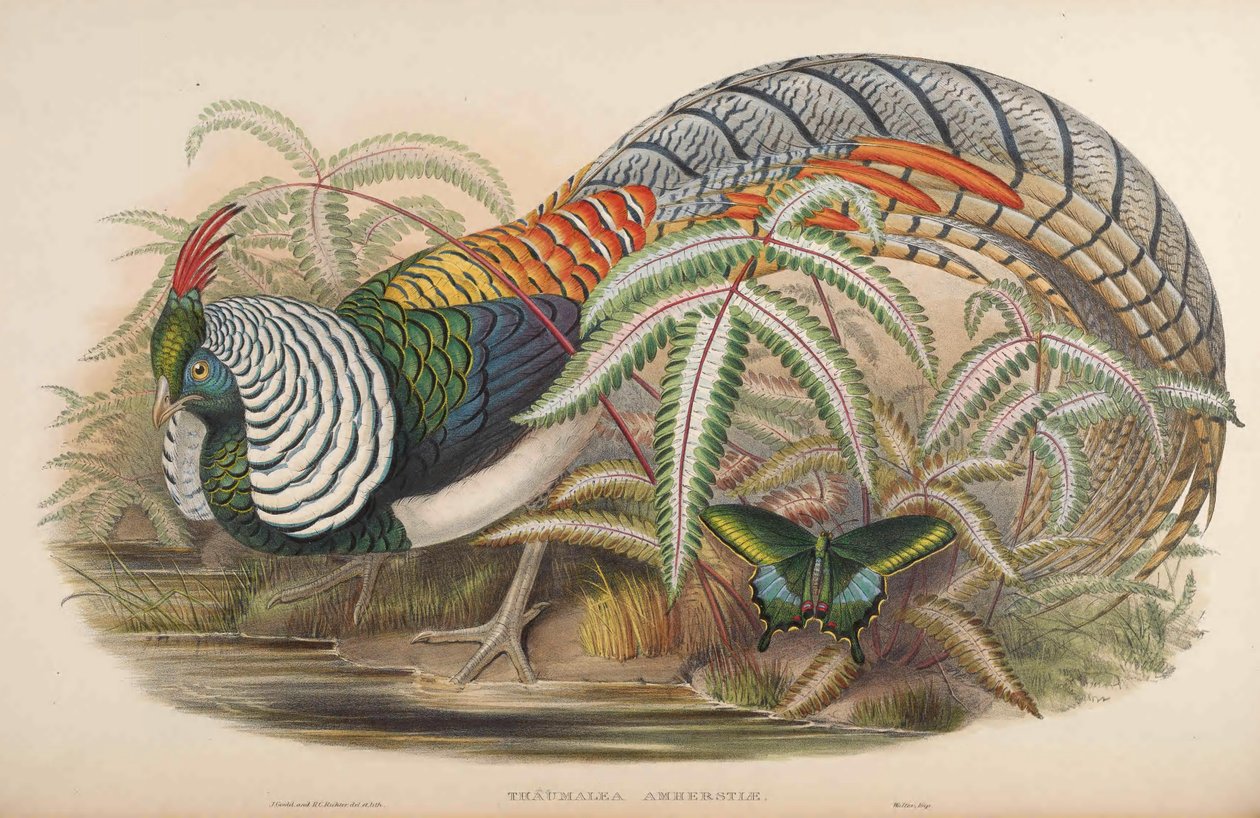 Thaumalea amherstiae = Chrysolophus amherstiae 作者 约翰·古尔德
