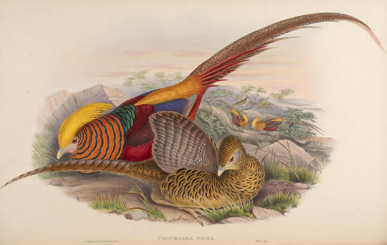 Thaumalea picta = Chrysolophus pictus 作者 约翰·古尔德