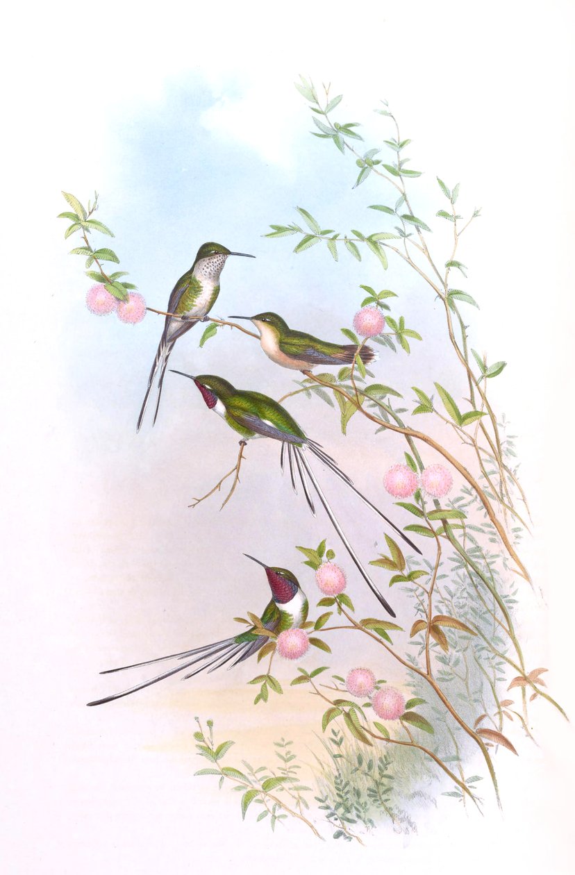 Thaumastura cora在约翰古尔德的蜂鸟 作者 约翰·古尔德