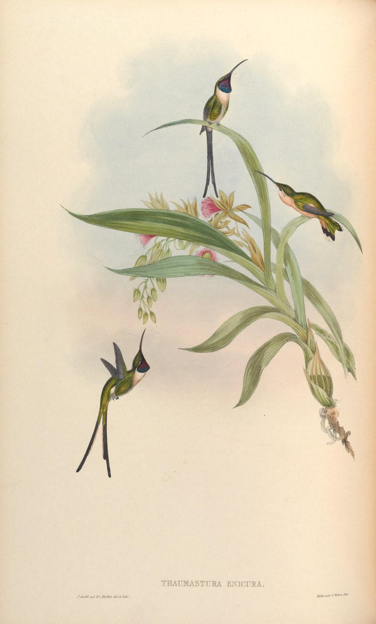 Thaumastura enicura = Doricha enicura 作者 约翰·古尔德