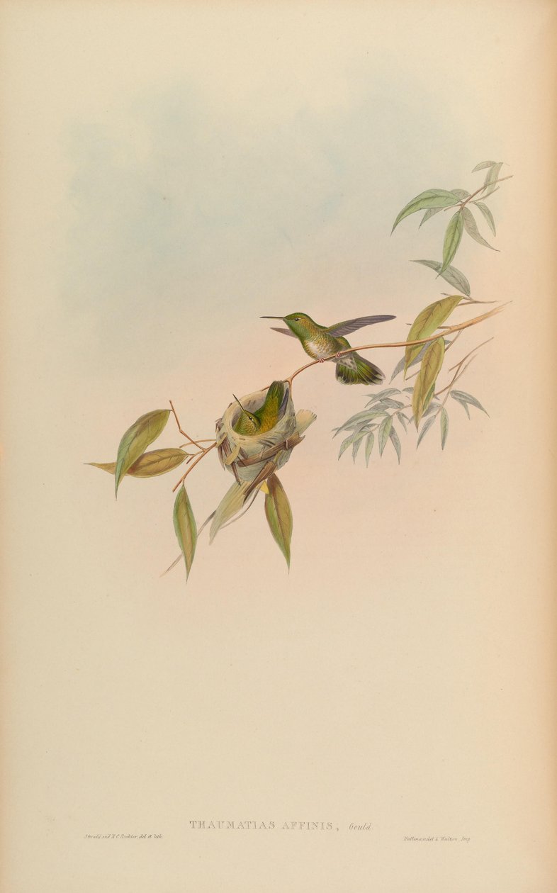 Thaumatias affinis = Amazilia versicolorgould Index 作者 约翰·古尔德