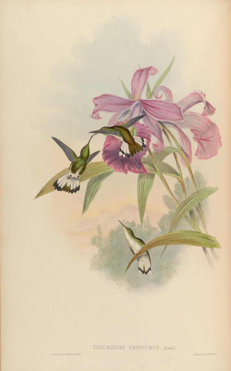 Thaumatias chionurus = Elvira chionura 作者 约翰·古尔德