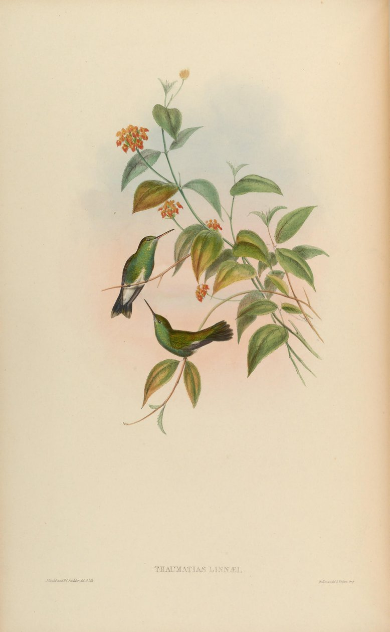 Thaiumatias城堡= Amazillia fimbriata fimbriata 作者 约翰·古尔德