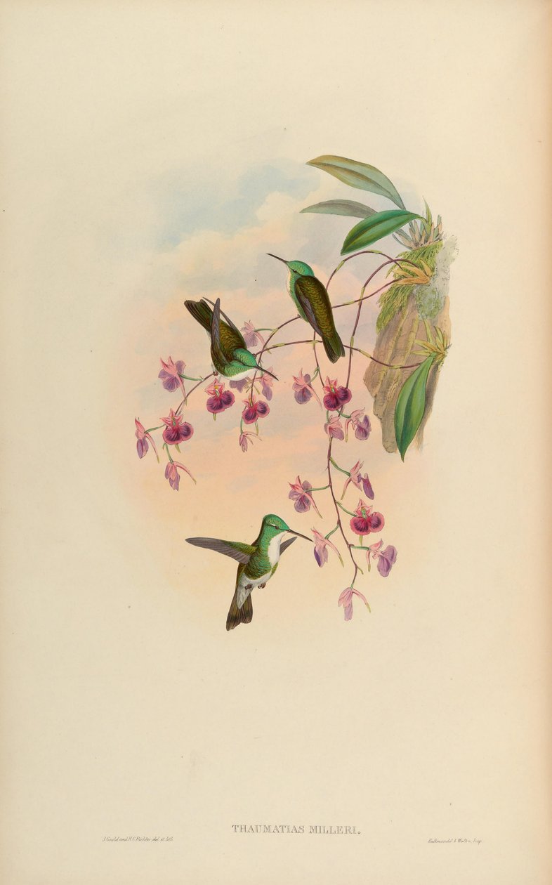 Thaumatias milleri = Amazilia versicolor millerii 作者 约翰·古尔德