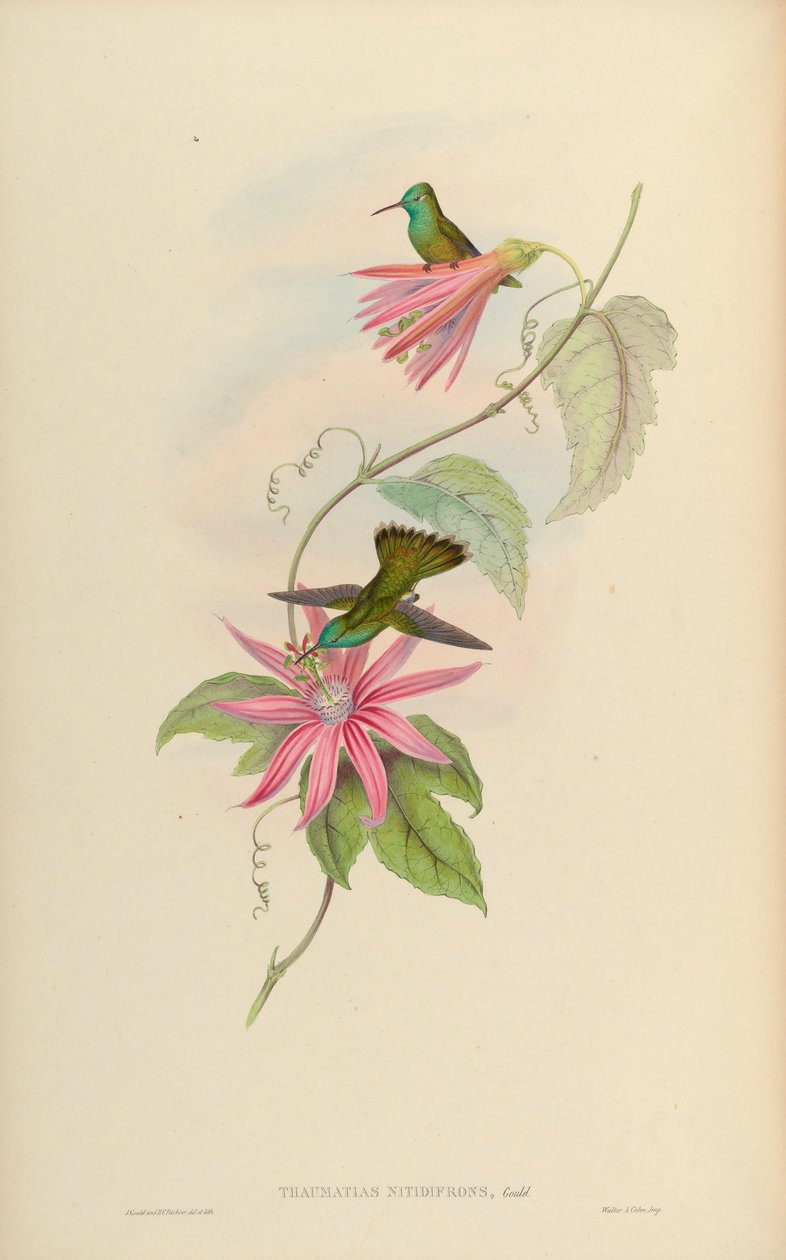 Thaumatias nitidifrons = Amazilia versicolor nitidifrons 作者 约翰·古尔德