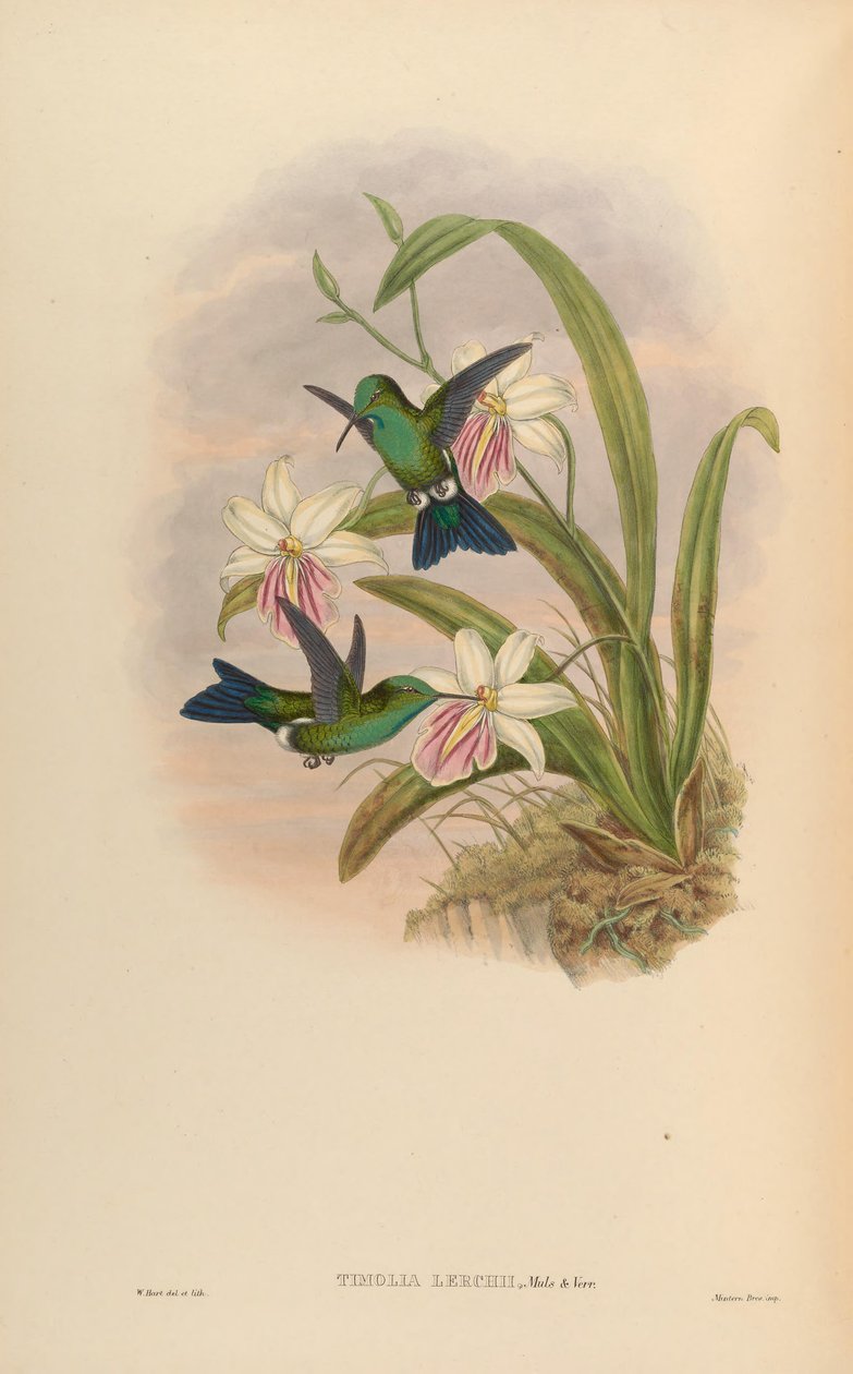 Timolia lerchi = Thalurania forc x Chrysuronia oenone？ 作者 约翰·古尔德